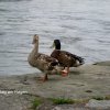Chorausflug 2014 Bayerrischer Wald